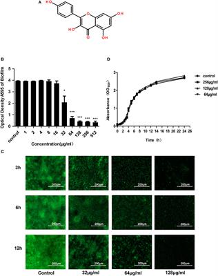 Kaempferol Inhibits the Primary Attachment Phase of Biofilm Formation in Staphylococcus aureus